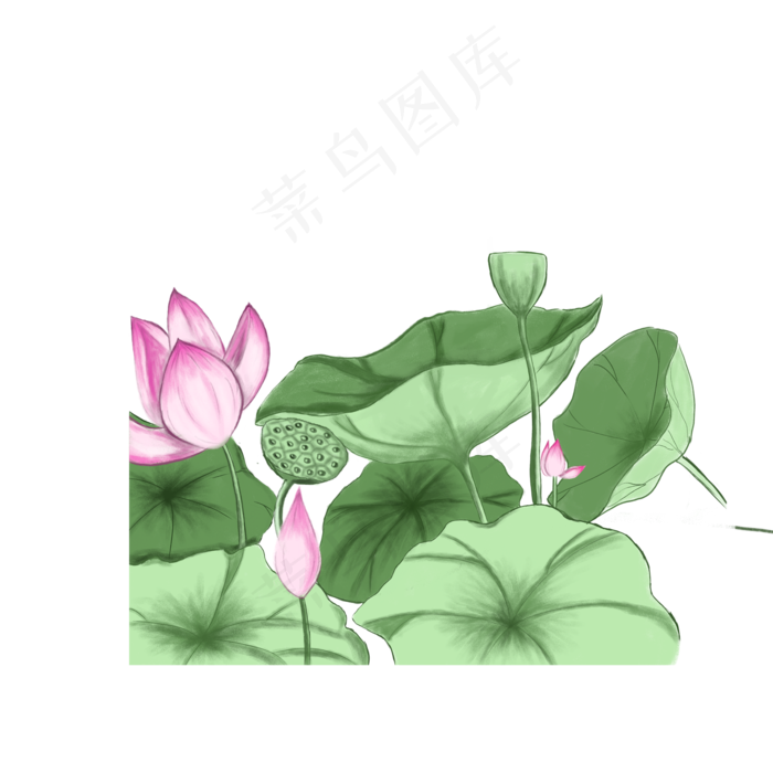荷花塘里的美丽景色