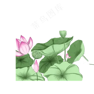 荷花塘里的美丽景色