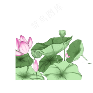 荷花塘里的美丽景色