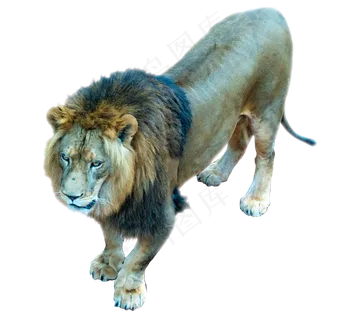 黄色凶猛狮子,免抠元素