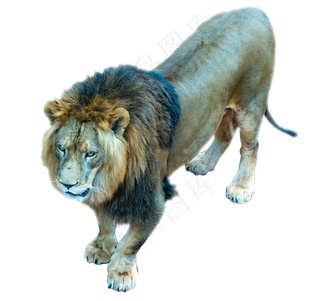 黄色凶猛狮子,免抠元素