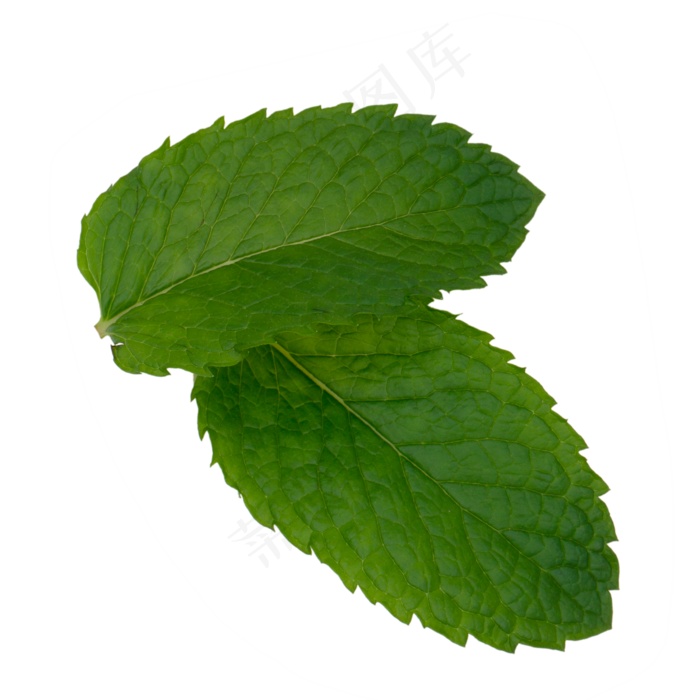 薄荷叶子,免抠元素