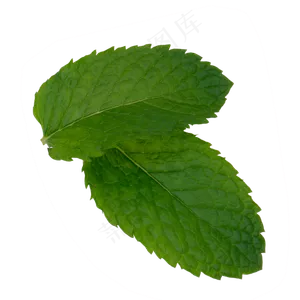 薄荷叶子,免抠元素