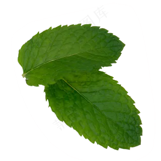 薄荷叶子,免抠元素 薄荷叶子,免抠元素