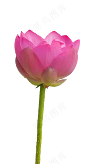 粉色美丽荷花