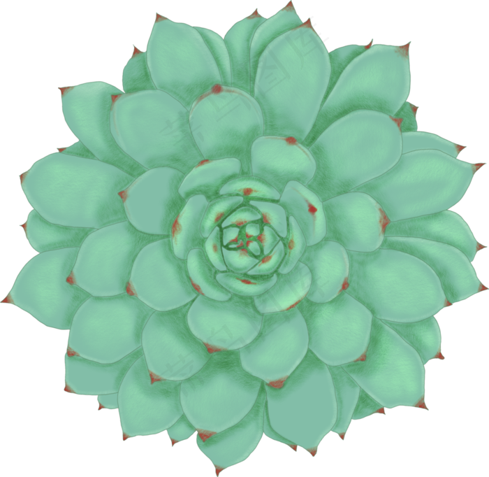 手绘创意绿色多肉植物,免抠元素