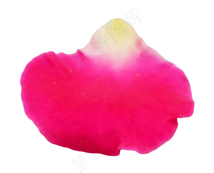 鲜花玫瑰花瓣(2362X2362(DPI:300))