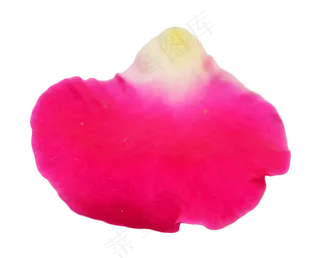 鲜花玫瑰花瓣