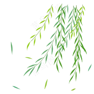 春天的柳叶PNG,免抠元素