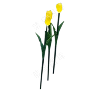 时尚漂亮郁金香