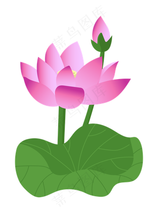 两朵漂亮的睡莲荷花