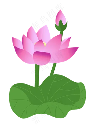 两朵漂亮的睡莲荷花