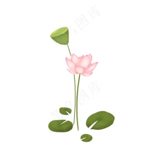 荷花荷叶莲蓬莲花