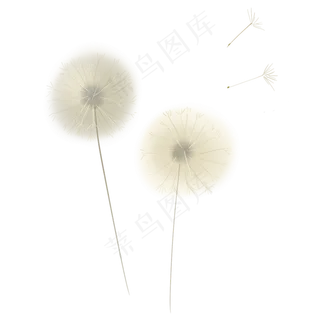 水墨植物蒲公英,免抠元素