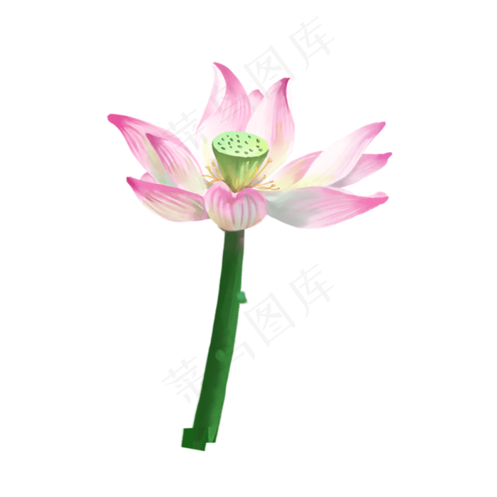 一朵鲜艳漂亮的荷花(2000X2000(DPI:300))psd模版下载