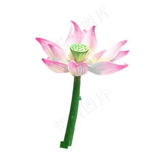 一朵鲜艳漂亮的荷花