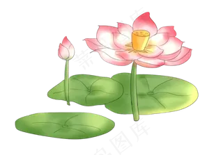 夏季节气荷花荷叶  