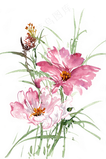 水彩画格桑花开