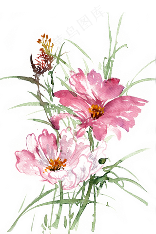 水彩画格桑花开