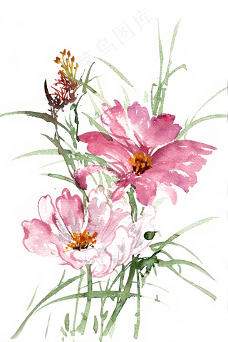 水彩画格桑花开