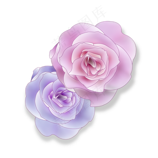 紫色和粉色的玫瑰