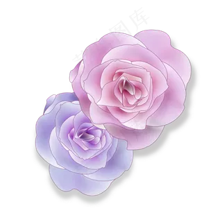 紫色和粉色的玫瑰