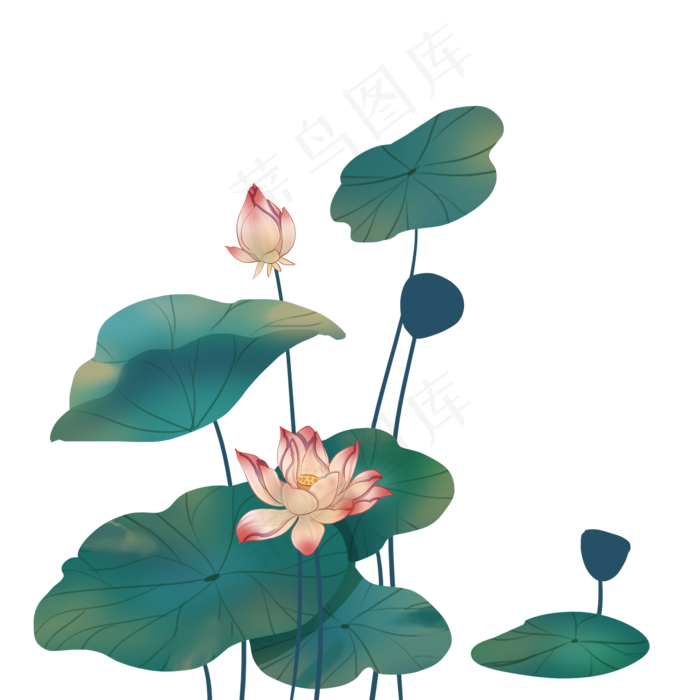 唯美荷花花苞