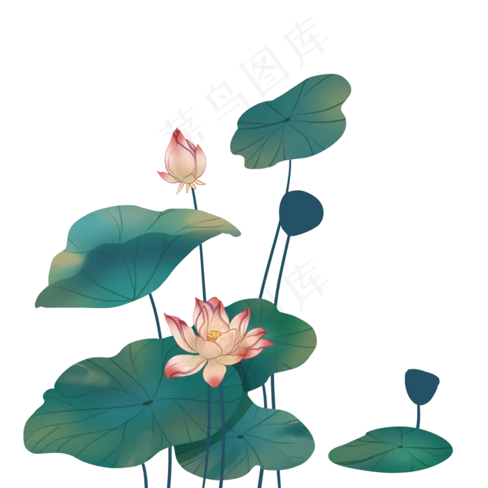 唯美荷花花苞(2000X2000(DPI:300))psd模版下载