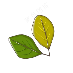 叶子植物小清新