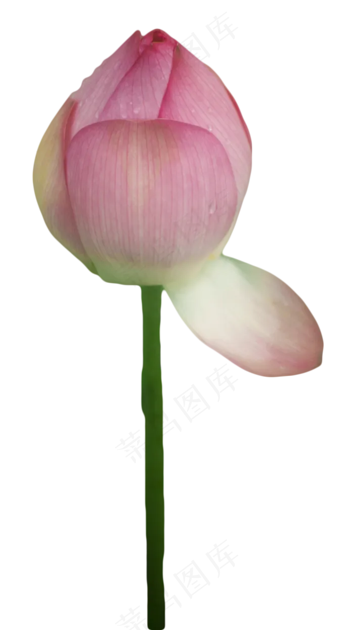 荷花花苞(938X1670(DPI:300))psd模版下载