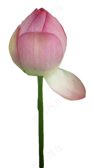 荷花花苞
