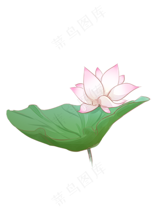 手绘夏日荷花PNG下载