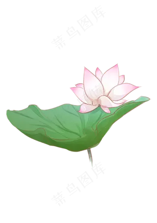 手绘夏日荷花PNG下载