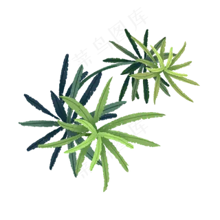 春天里发芽的绿色叶子