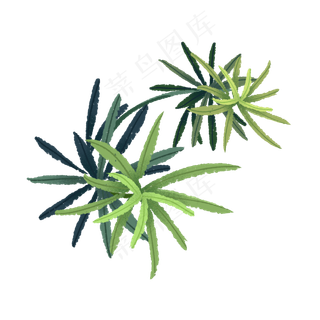 春天里发芽的绿色叶子