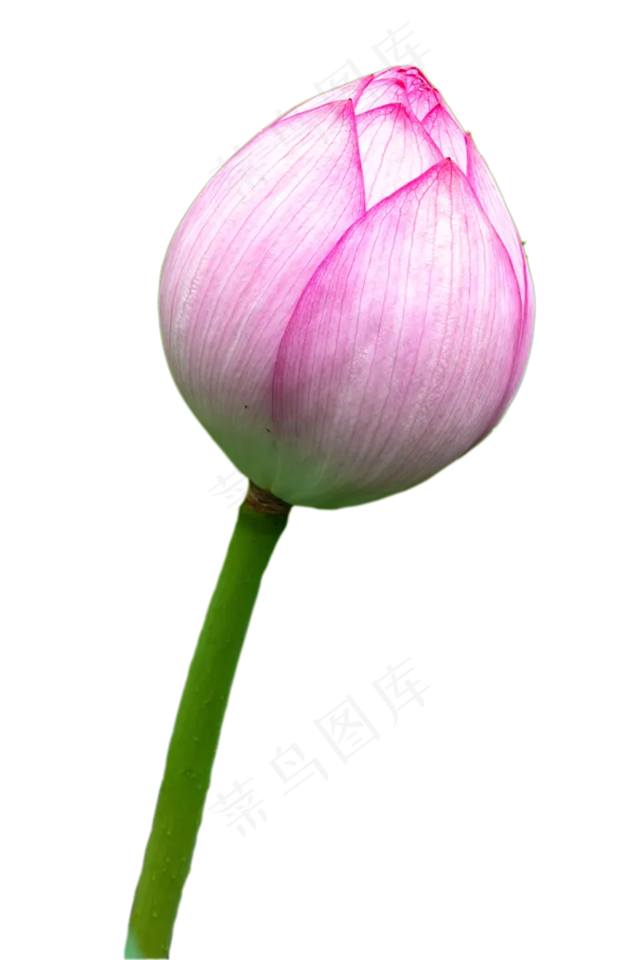 植物花苞(2000*3000px 300 dpi )