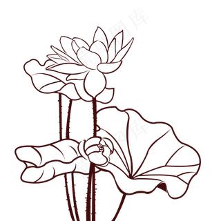 荷花线条图