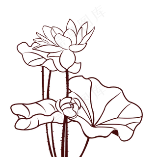 荷花线条图