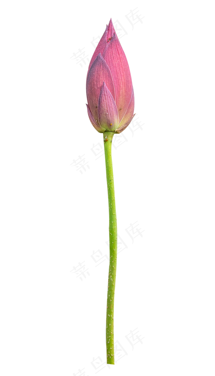 荷花花苞(2000*3500px 300 dpi )