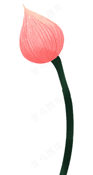 荷花花苞图案