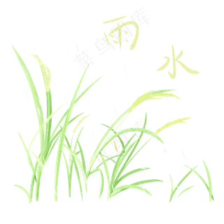 雨水节气手绘稻子,免抠元素