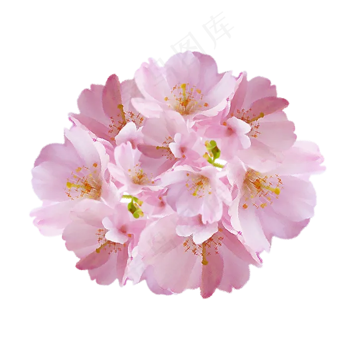樱花花簇花朵小清新,免抠元素(2000*2000px)psd模版下载