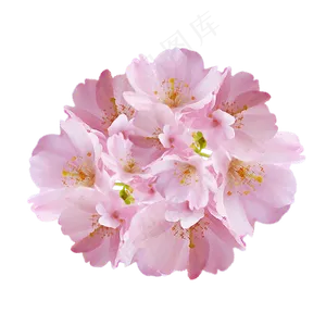 樱花花簇花朵小清新,免抠元素