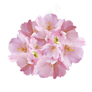 樱花花簇花朵小清新,免抠元素