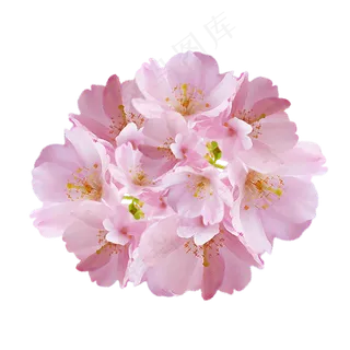 樱花花簇花朵小清新,免抠元素
