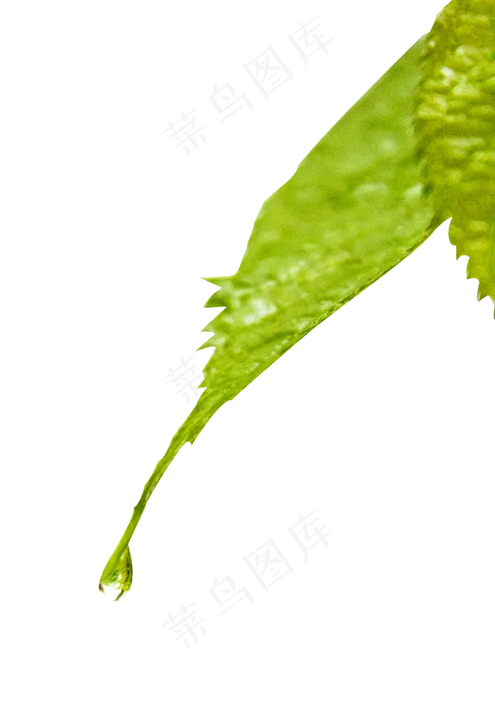 绿叶上的雨水水珠(2239X3264(DPI:300))psd模版下载