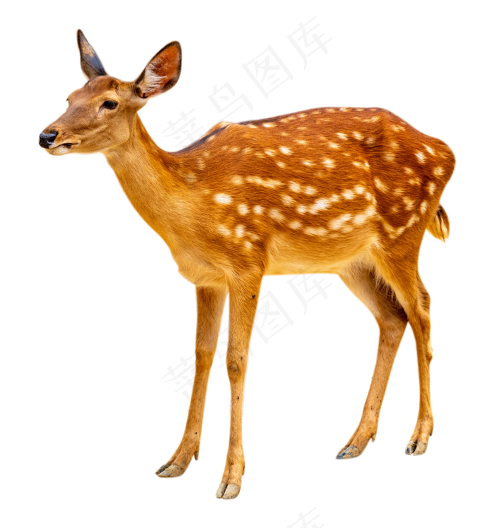 站立的梅花鹿,免抠元素