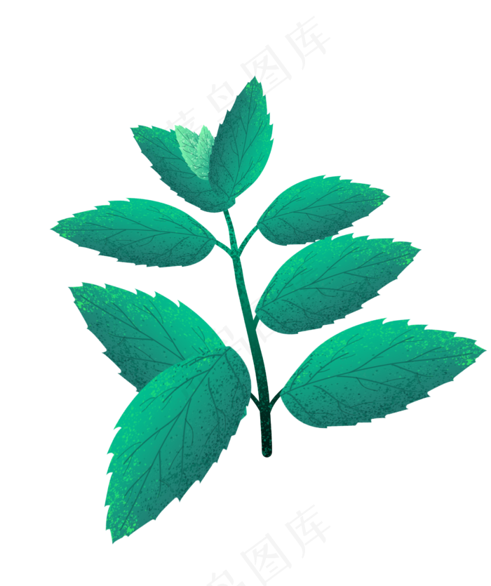 绿薄荷摄影,免抠元素