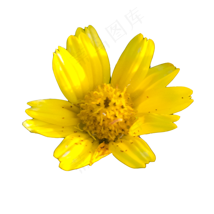 实物植物黄色小花(1488X1488(DPI:240))psd模版下载