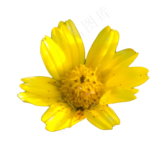 实物植物黄色小花(1488X1488(DPI:240))psd模版下载